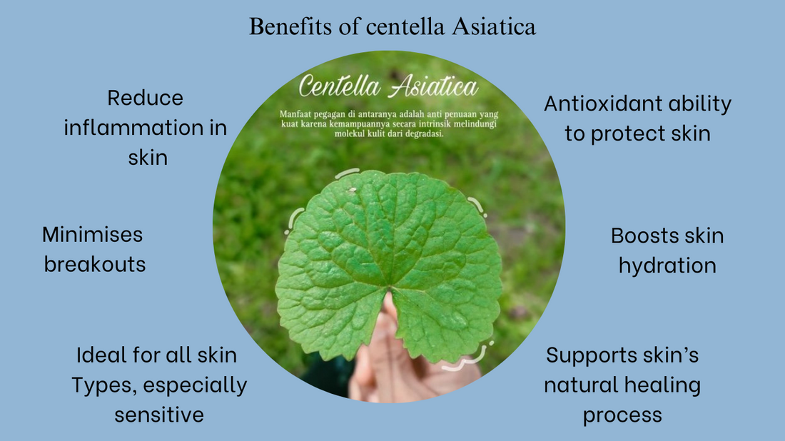 The Ultimate Guide to Centella Asiatica Benefits, Uses, and More!